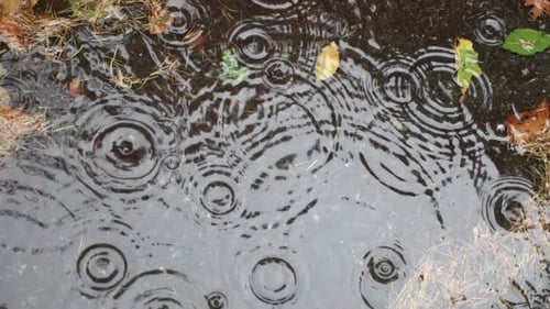 Autumn rain, circles and bubbles in water in slow motion