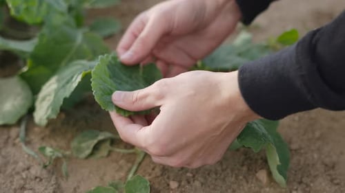 Farmer Controls Growth of Young Rapeseed Leaves on Sprout Closeup