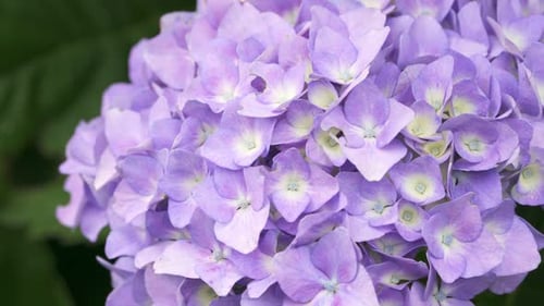 Blue hydrangea flower in the garden