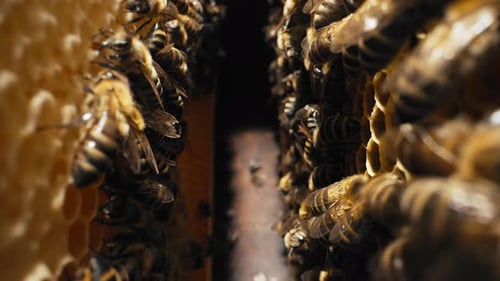 Bees Swarming on Honeycomb Extreme Macro Slider footageInsects Working Beehive