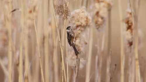 Reed Bunting curiously plucks fluffy brown down from cattail on riverside bank
