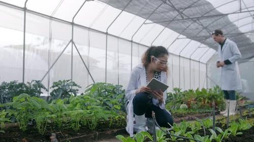 Scientists Inspecting Crops in a Rural Greenhouse
