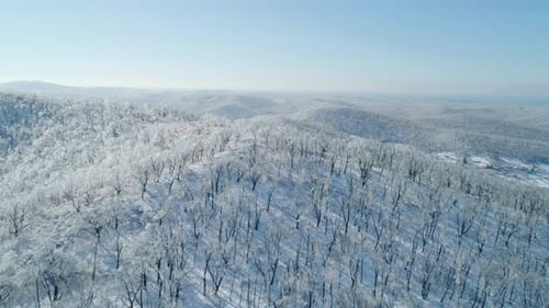 Aerial View of a Frozen Forest with Snow Covered Trees at Winter Flight Above Winter Forest Aerial