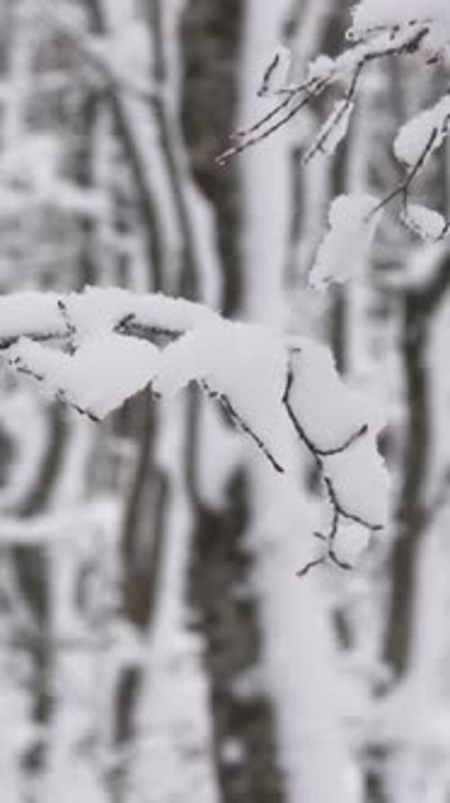 Schneebedeckte Zweige im Winterwald