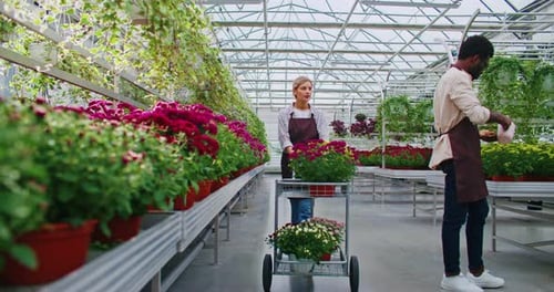 Florists Working in a Bright Greenhouse