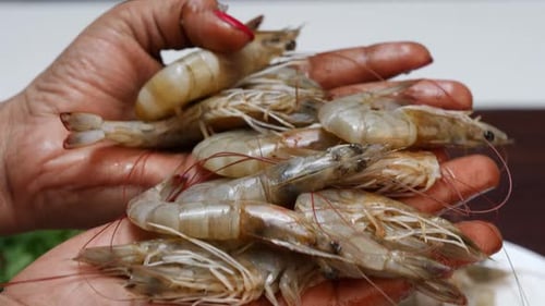 A person is holding fresh shrimps in their hands, close up