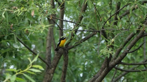 Cinematic View of Flycatcher Bird, Wildlife in Deep Forest