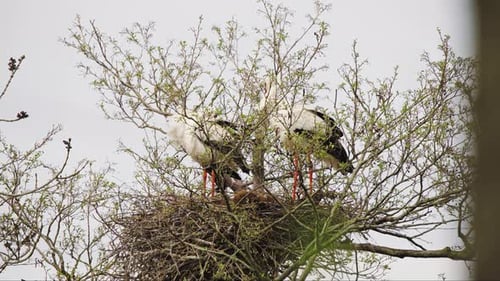 Couple of white storks perched in bird nest from twigs in tree crown.