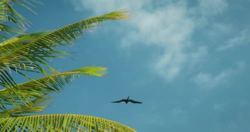 Frigatebird glides across blue sky framed by coconut palm leaves in coastal area