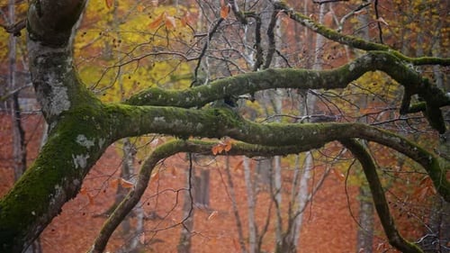 4K - Herbst
