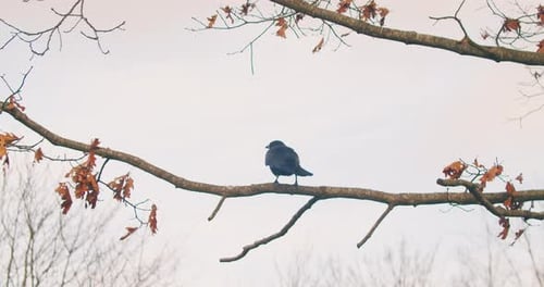 Black Raven on a Tree Branch in Sunset Lighting in the Evening