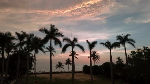 Silhouette of Palm Trees on Beach at Sunset Time Move Aerial Footage