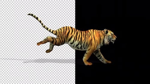 Tiger Run Transparent Background