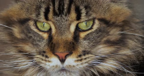 Portrait of one Maine coon cat.