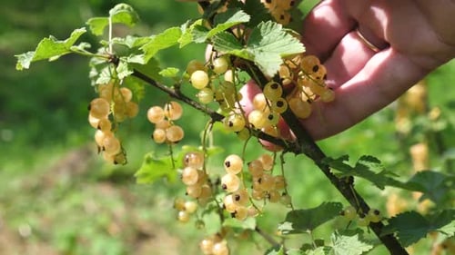 années 73. Un fermier inspecte une récolte de groseilles blanches en cours de maturation. Jardinage. Culture de groseilles blanches
.