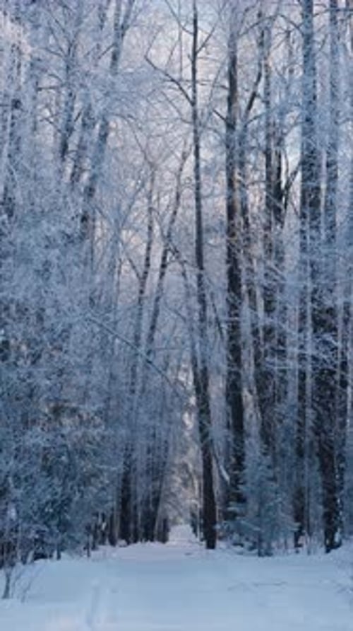 Winter Forest Path Covered in Snow and Frost