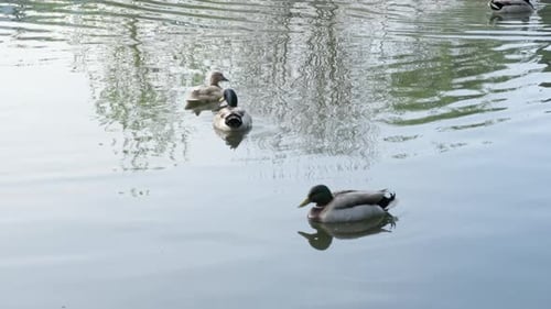 Male and Female Mallard Duck in the Water Relaxing in Pond