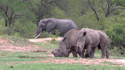 Les 5 grands animaux coexistent en harmonie. Un rhinocéros blanc du Sud paissant avec un éléphant en arrière-plan
.