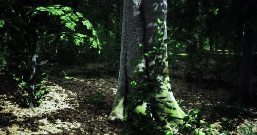 Light Filtering Through Trees in a Calm Forest During Late Afternoon
