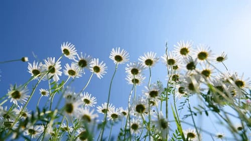 Niedrigansicht auf weiße Gänseblümchen, die auf dem Feld blühen.