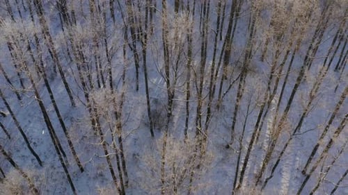 Beautiful Snowy White Forest In Winter Frosty Day
