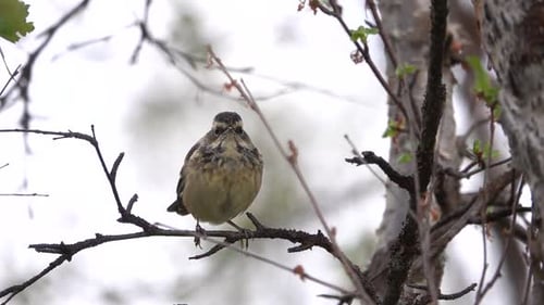 Bluethroat Songbird on Birch tree Branch