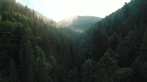 Sunlight Breaking Over Misty Pine Covered Mountains and Green Forest Valley