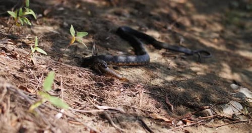 Snake Eating Fish in Tropical Wilderness Area