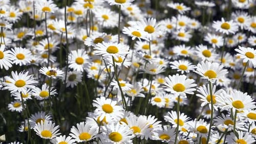 Vue panoramique d'un champ de fleurs de camomille blanche pendant une belle journée ensoleillée au printemps