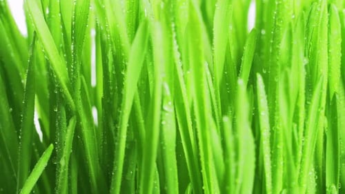 Rotating bright green grass with drops of morning dew on a white background