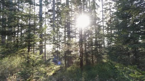 Sun Shines Through Coniferous Trees Into a Forest