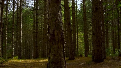 Forest with pine trees and green leaves at morning, slow pan shot