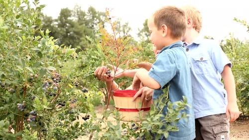 Woman and Children Pick Blueberries at Farm