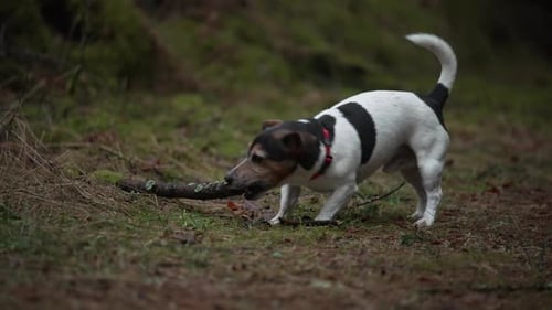 A Jack Russell dog bit a broken branch on the ground