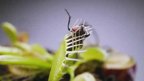 Venus Flytrap plant with trapped house fly. Close view of back portion of plant and insect. Slow mot