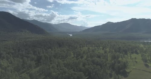 Aerial View Low Flight Above Evergreen Pine Tree Landscape with Endless Mountain Forest at Sunny