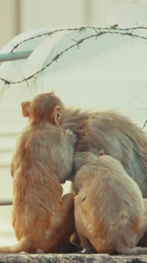 Jaipur Rajasthan Inde Trois singes