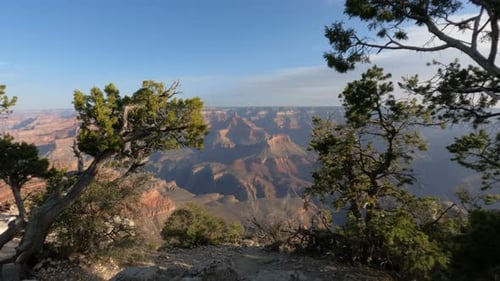 4K Grand Canyon Dolly através de árvores