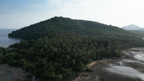 Aerial View Above of a Rich Panoramic Rainforest with Lush Palm Trees
