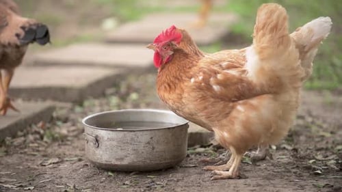 Chickens Drinking Water on a Farm