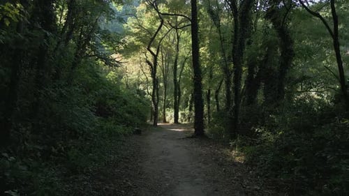 Scenic forest path with sunbeams and lush green trees
