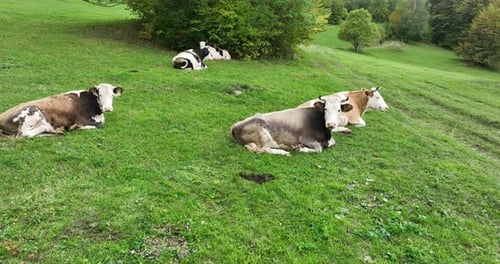 Aerial View of Herd of Cow Animals Resting and Eating Fresh Grass on Green Pasture