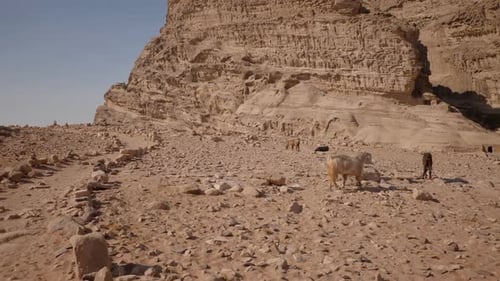 Goat Desert