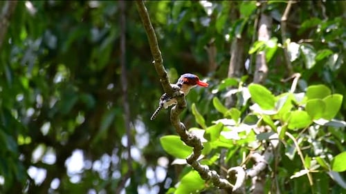Ein Baum, Eisvogel und einer der schönsten Vögel Thailands in tropischen Regenwäldern
