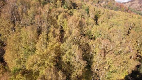 Aerial View From a Drone of Autumn Forest at Dawn