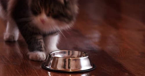 Tabby Cat Approaches Empty Bowl on Wooden Floor