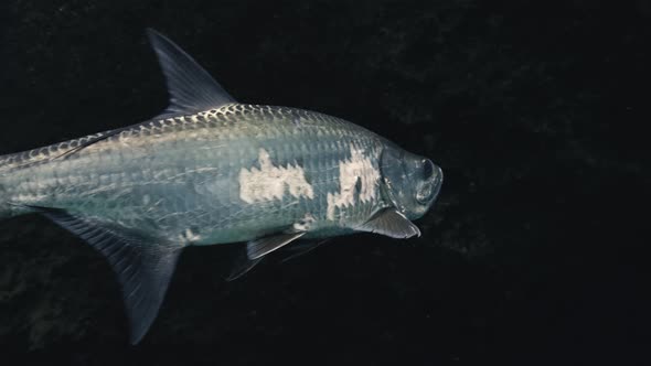 Tarpon fish with scars swimming through clear water close to diver in ...