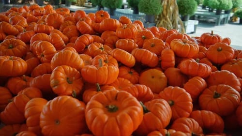 Pumpkin Harvest of Various Pumpkins Orange Shapes and Sizes on the Farm Counter Move Shot Footage