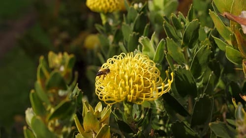 Bee Pollinating a Yellow Pincushion Protea Flower