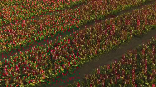 Pink Tulips Blooming in Rural Flower Field